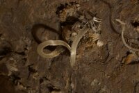 Grotte des Chaillets (25)