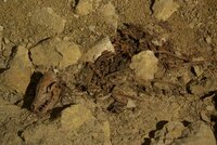 Grotte des Chaillets (25)